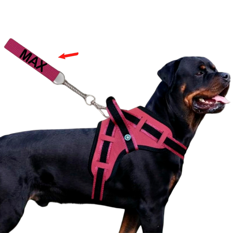 coleira e Guia para cachorro nome personalizado coleira peitoral conforto peiteira sistema amortecedor impacto regulagem