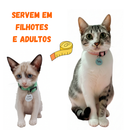 Coleira para Gato Anti Enforcamento com Identificação Nome e Telefone